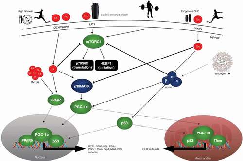 RED-S CARB PERIODISATION FOR BONE STRESS INJURY PREVENTION